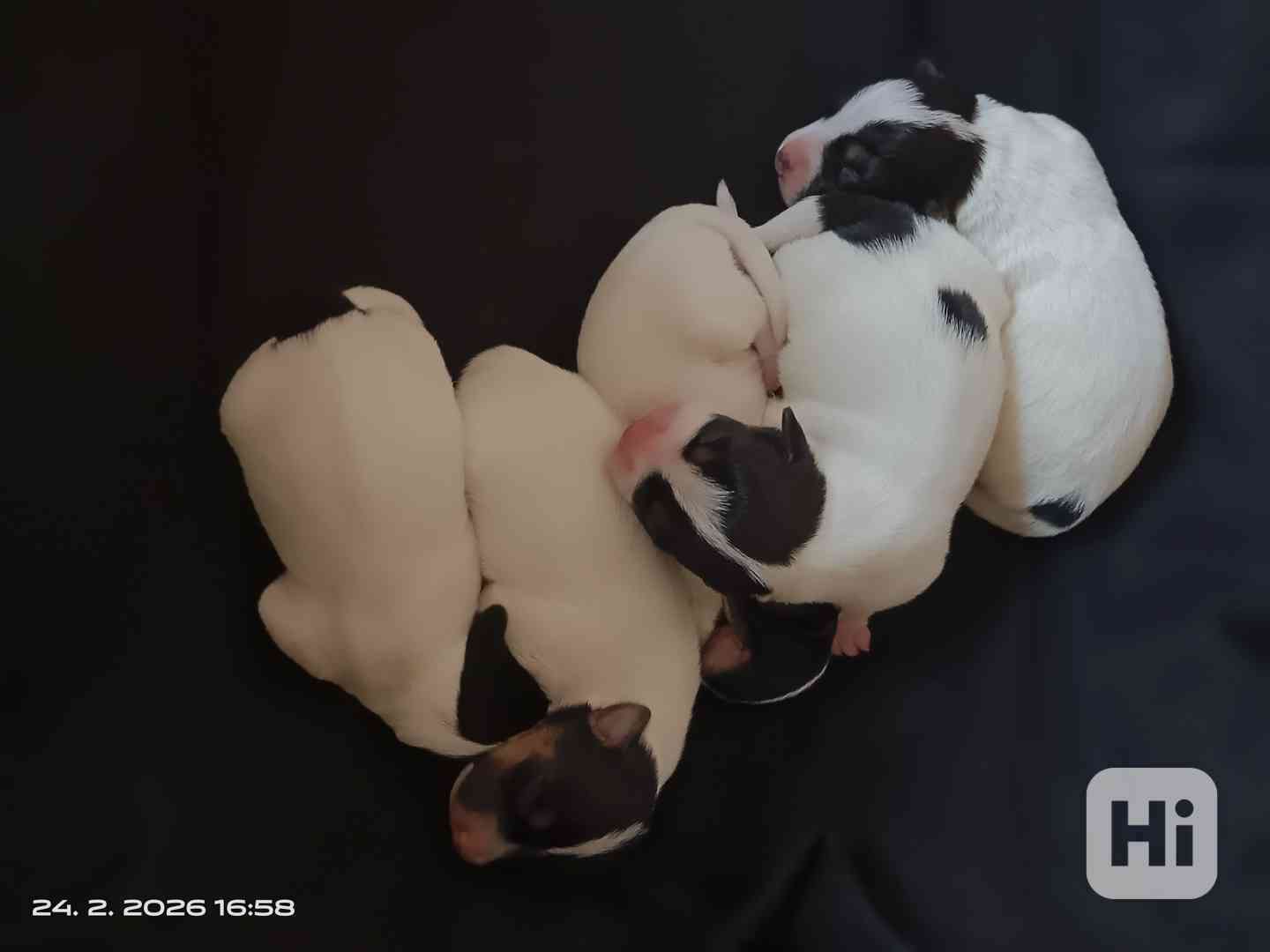 Štěňátka Jack Russell teriér bez PP tricolor - foto 1