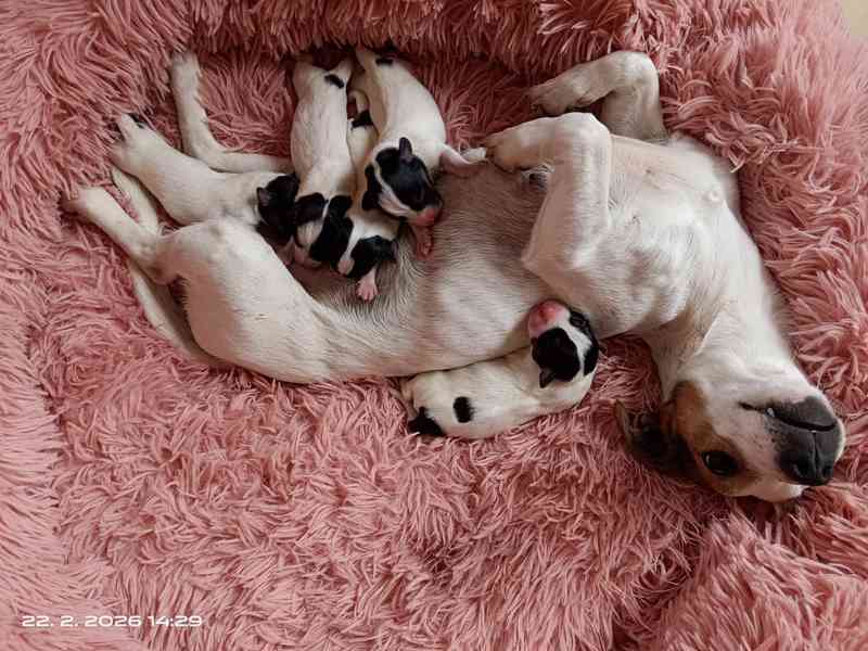 Štěňátka Jack Russell teriér bez PP tricolor - foto 4