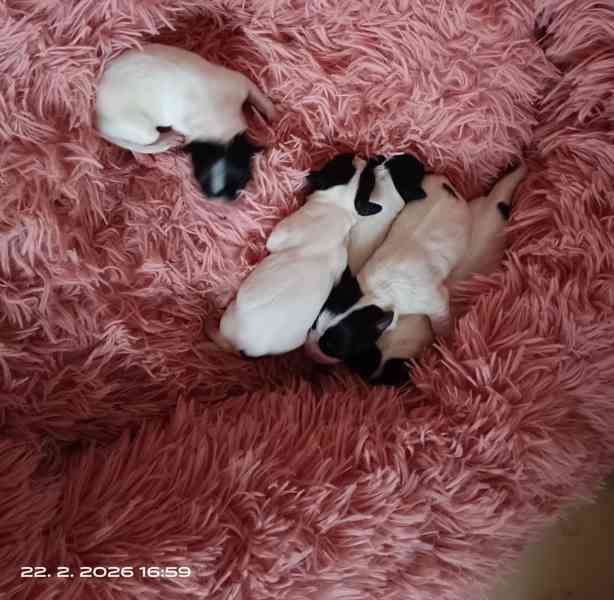 Štěňátka Jack Russell teriér bez PP tricolor - foto 2