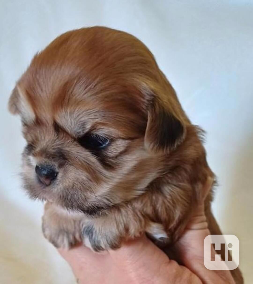 Štěně Lhasa Apso s PP - foto 1