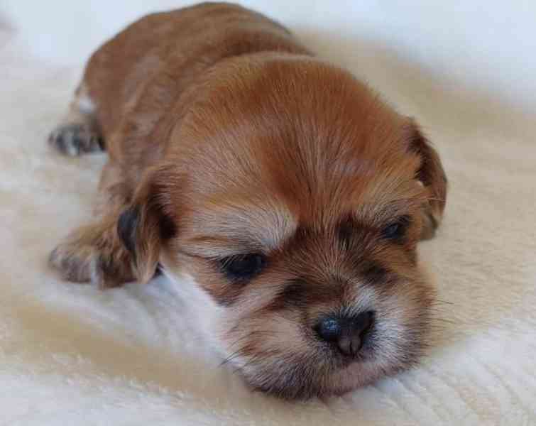 Štěně Lhasa Apso s PP - foto 2