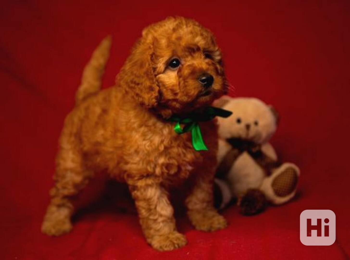 Nádherná štěňata toy pudla - foto 1