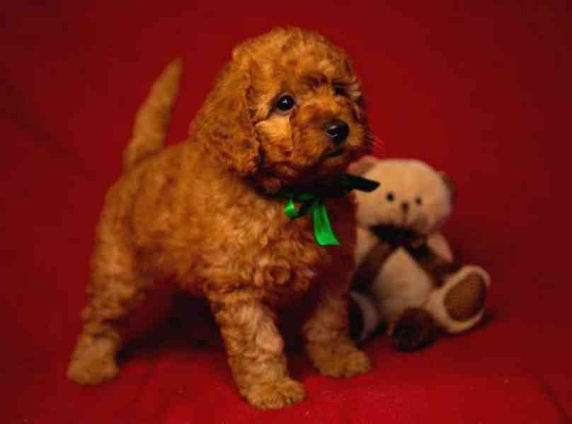 Nádherná štěňata toy pudla - foto 1