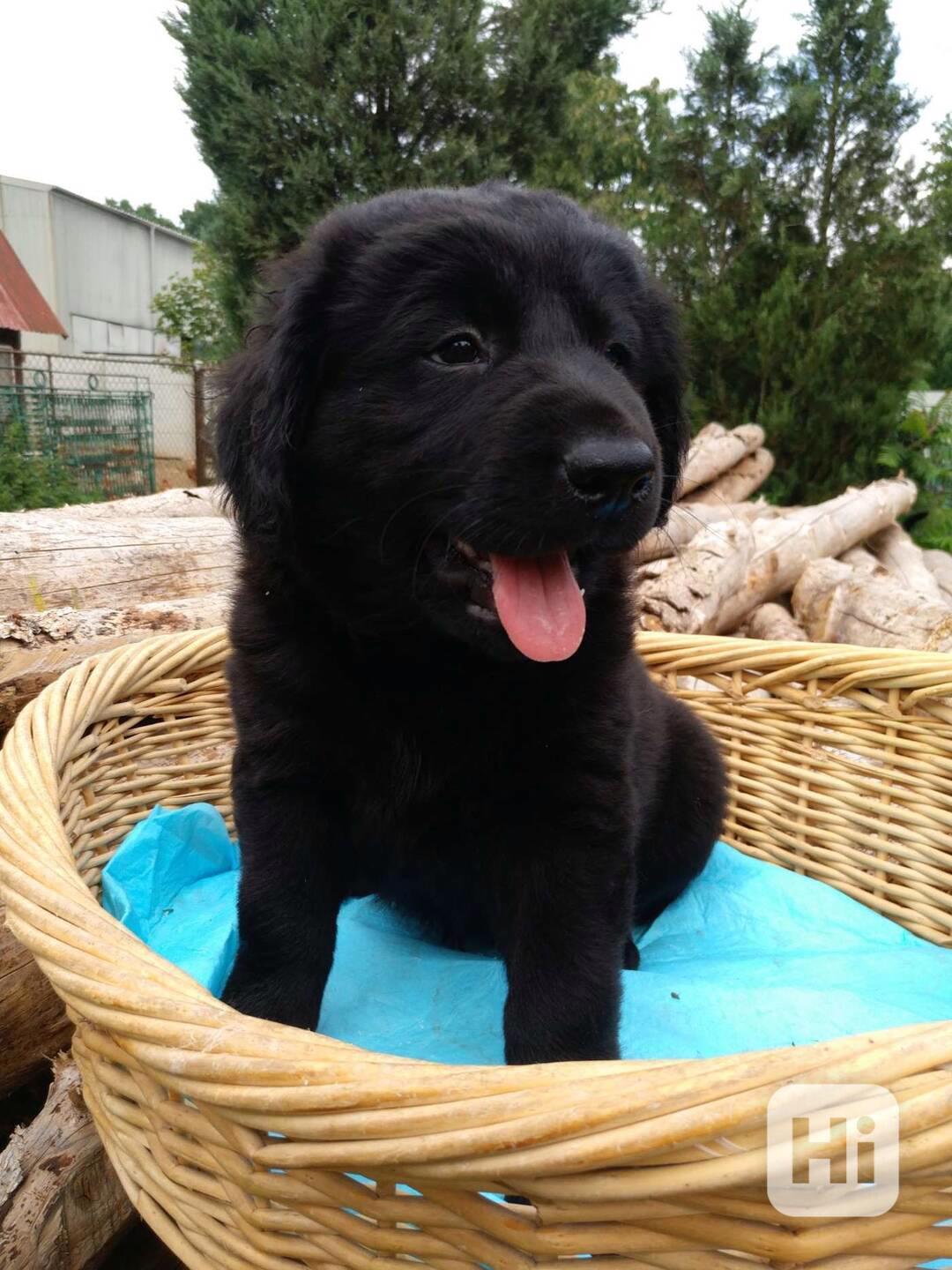 Prodame nadherna štěnatka,Labradorskeho retrvra rečerna. - foto 1