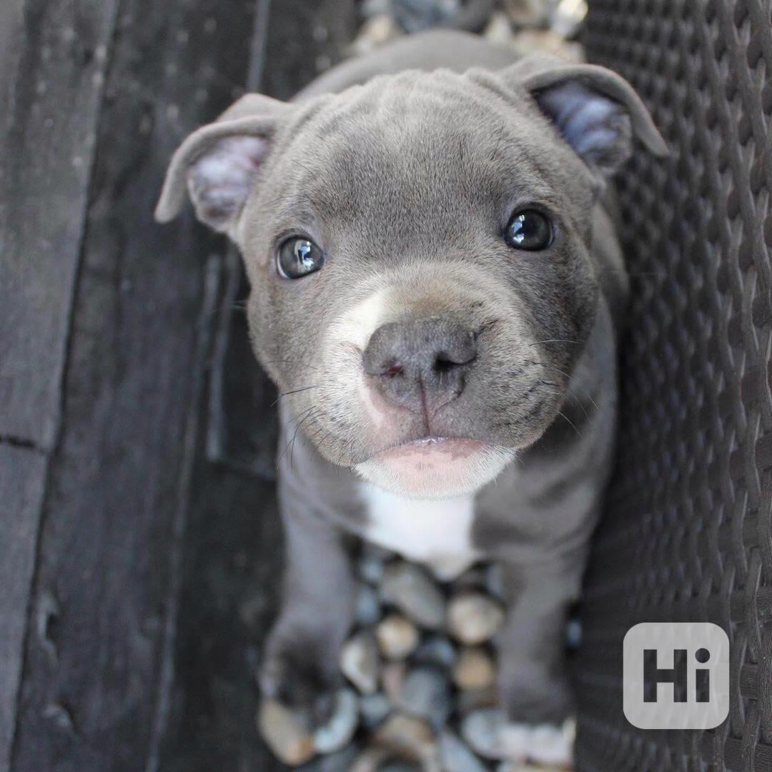 štěňata stafordšírského bulteriéra - foto 1