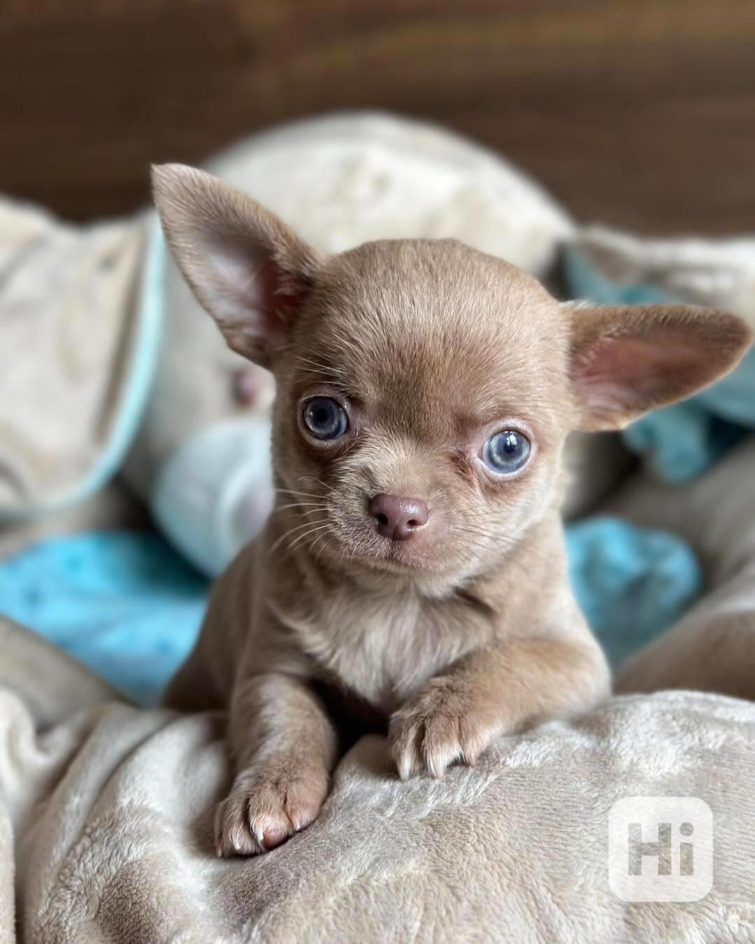 Chihuahua Puppy  - foto 1