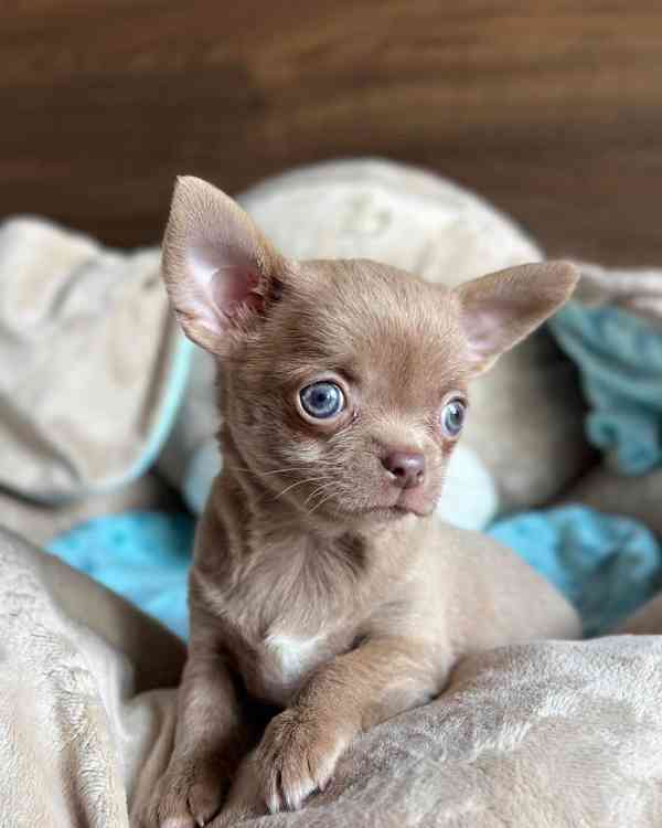 Chihuahua Puppy  - foto 3