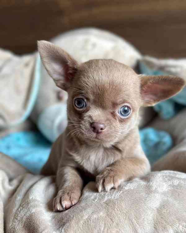 Chihuahua Puppy 