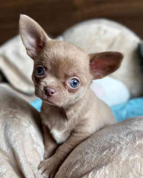 Chihuahua Puppy  - foto 2