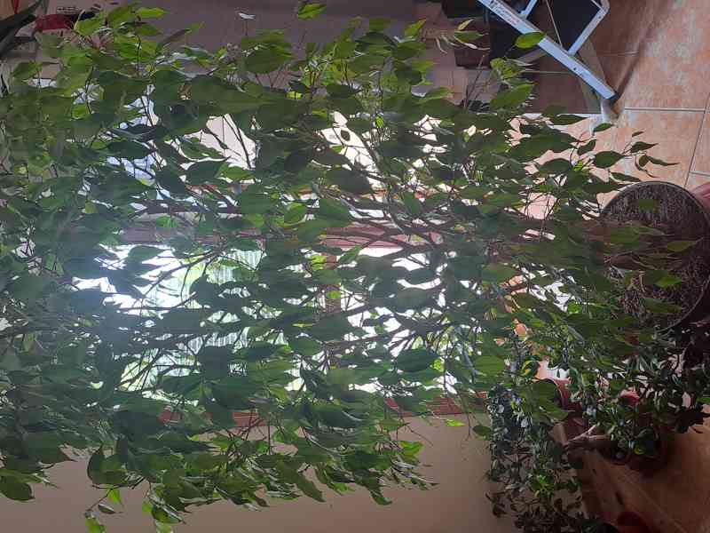 Ficus benjamina hráškově zelený 170cm / 90cm - fíkus - foto 2