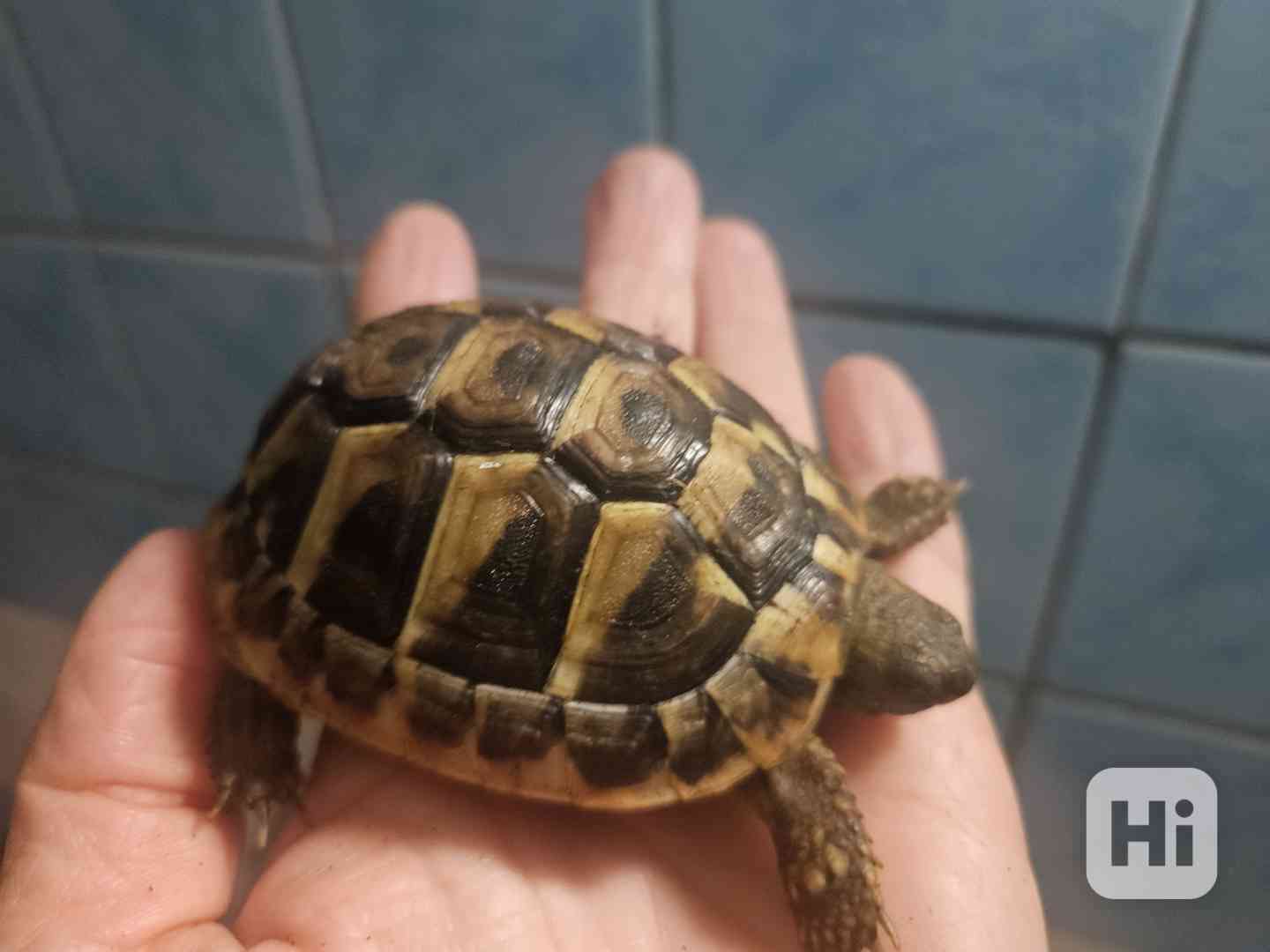 Želva  - foto 1