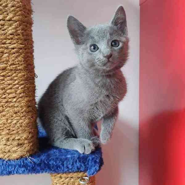 Zdarma roztomilé ruské modré kotě k bezplatné adopci nyní    - foto 1