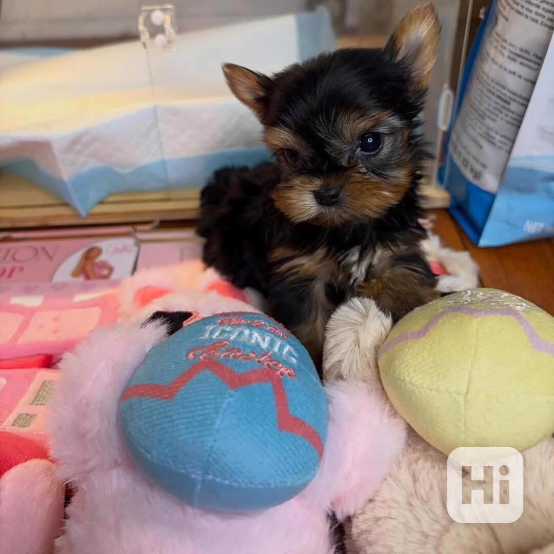 Štěňata Yorkshire teriéra WhatsApp: +34 691 11 04 90 - foto 1