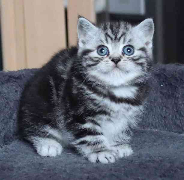 BKH Britské krátkosrsté kočky s rodokmenem - foto 1