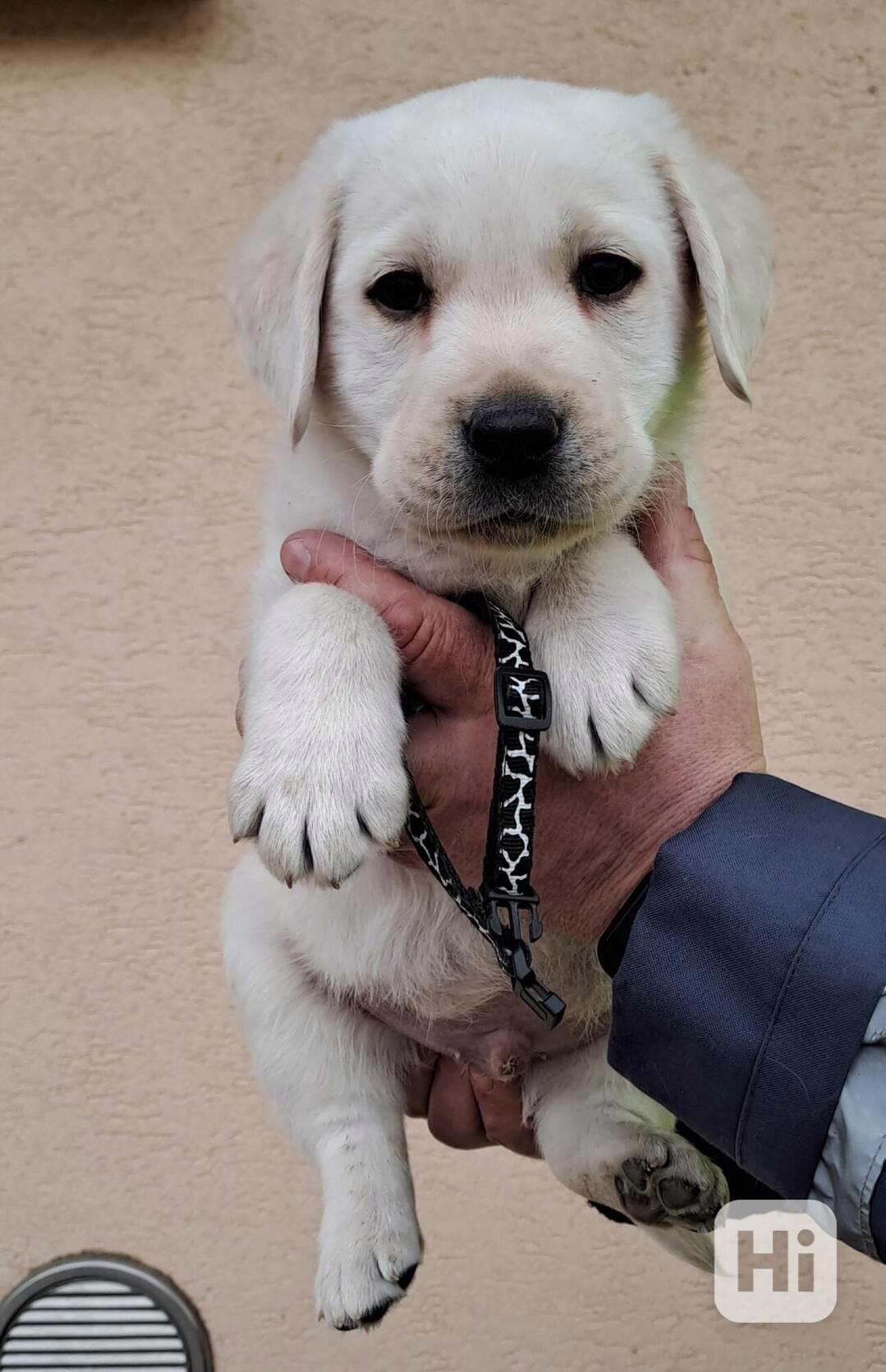 Labradorský retriever - štěňátka s PP - foto 1