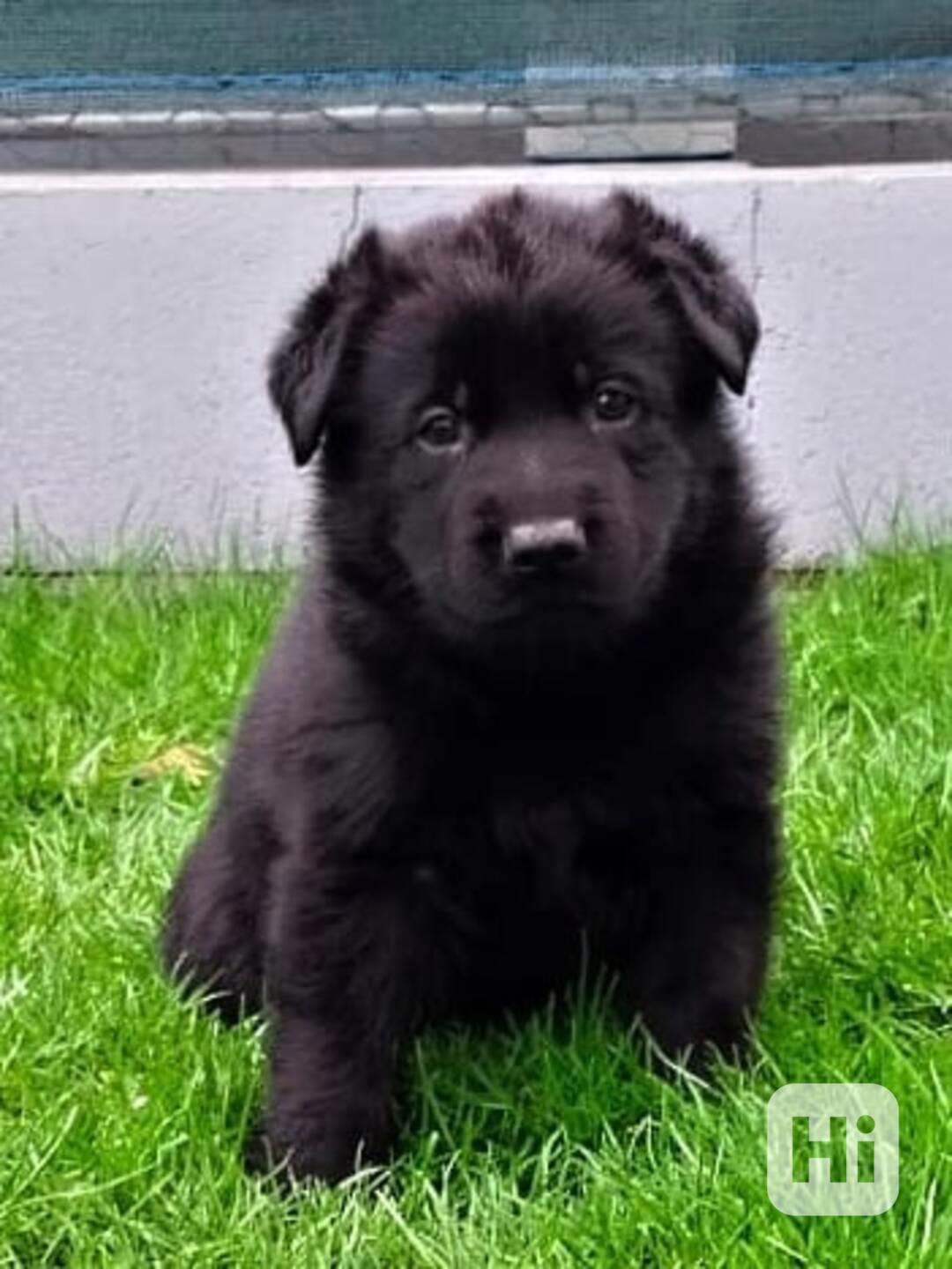 Německý ovčák s PP - štěňata - foto 1