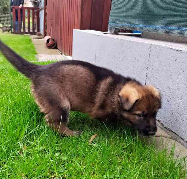 Německý ovčák s PP - štěňata - foto 5