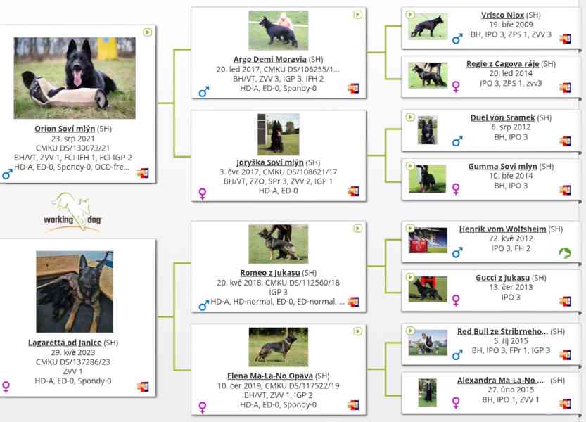 Německý ovčák s PP - štěňata - foto 7