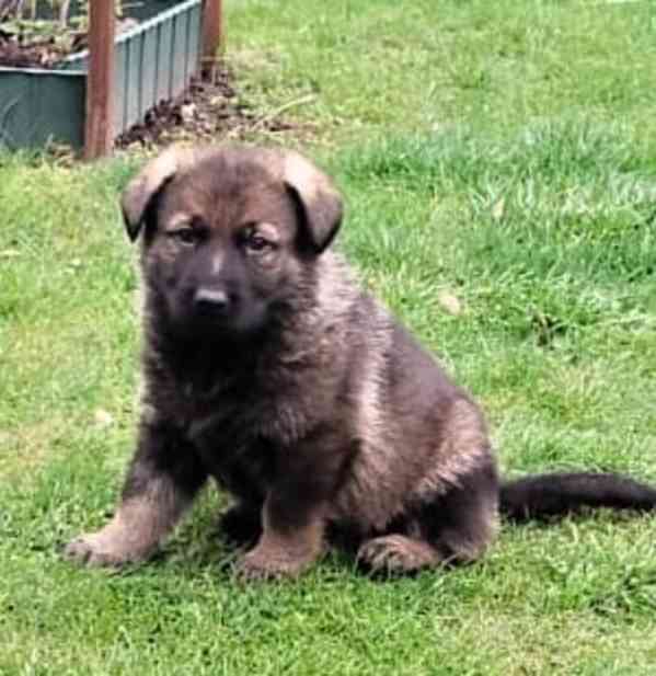 Německý ovčák s PP - štěňata - foto 2