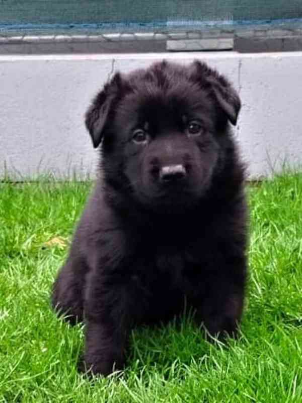 Německý ovčák s PP - štěňata - foto 1