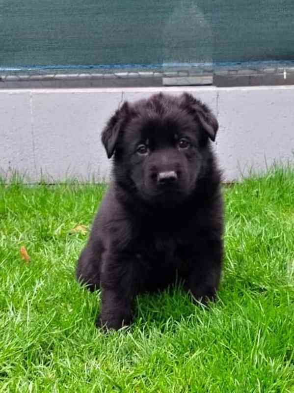 Německý ovčák s PP - štěňata - foto 4