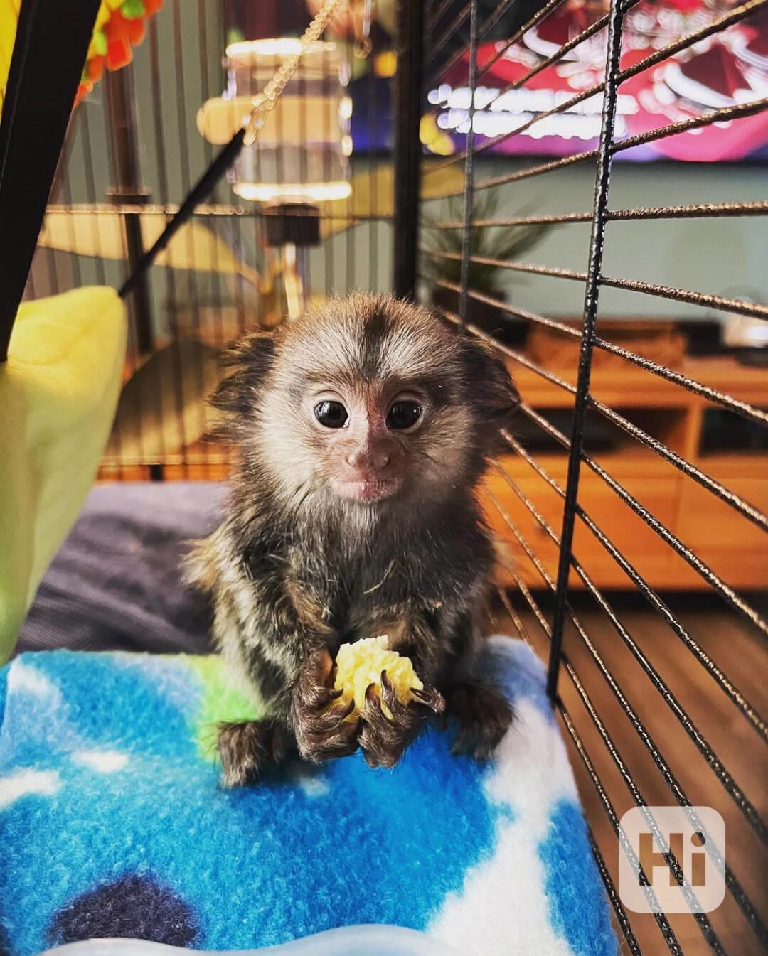 🐒 Široký výběr kosmanů k dispozici - foto 1