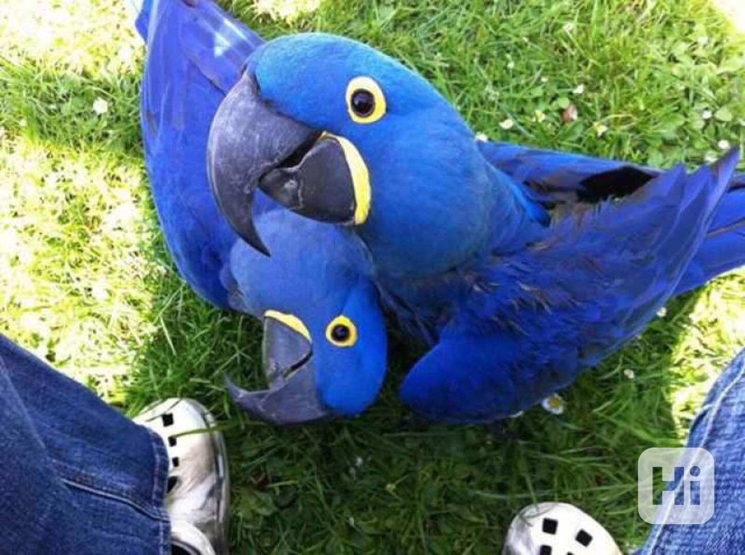 Vycvičení a ochočení papoušci hyacintoví k adopci zdarma - foto 1