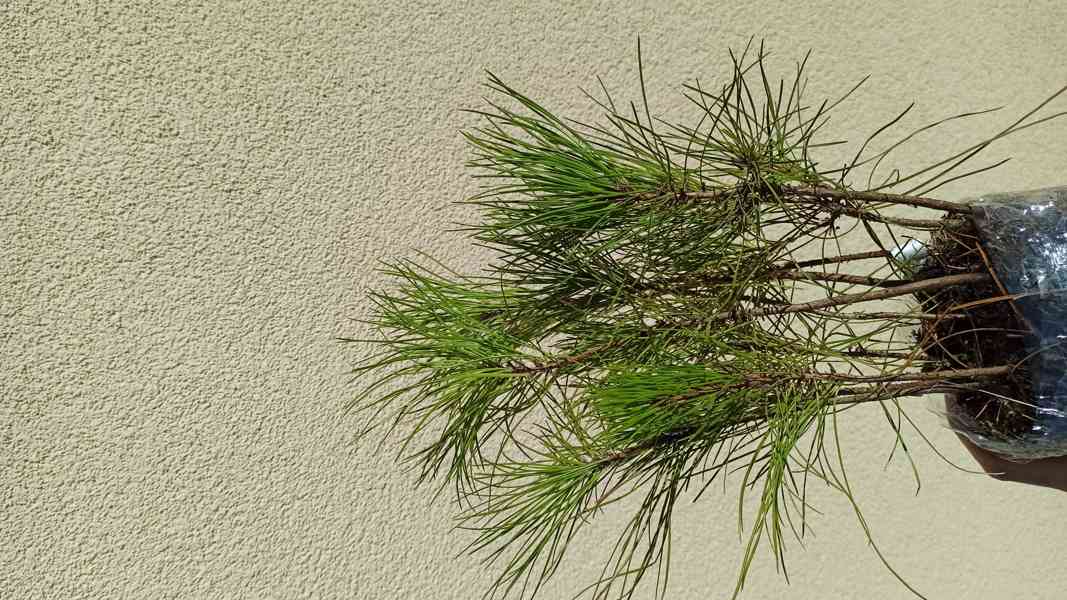 Borovice hwangšanská (Pinus hwangshanensis) 25 cm - foto 2