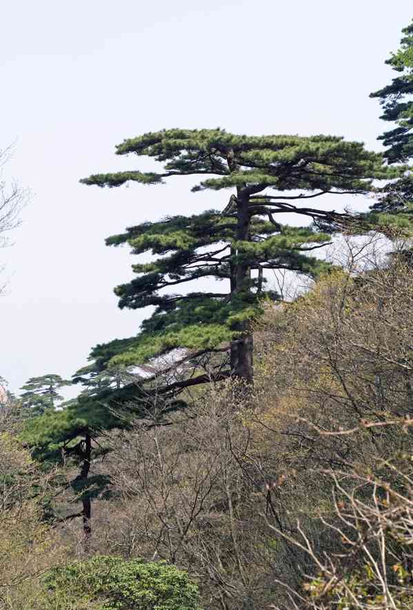 Borovice hwangšanská (Pinus hwangshanensis) 25 cm - foto 1