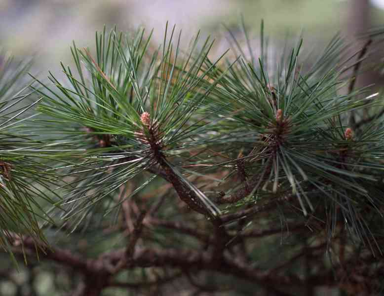 Borovice hwangšanská (Pinus hwangshanensis) 25 cm - foto 3