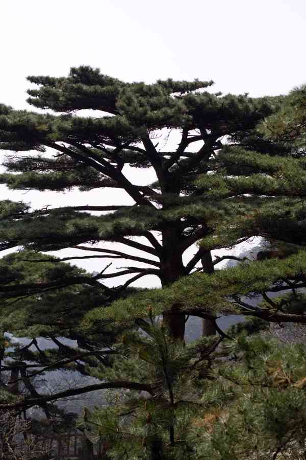 Borovice hwangšanská (Pinus hwangshanensis) 25 cm - foto 4