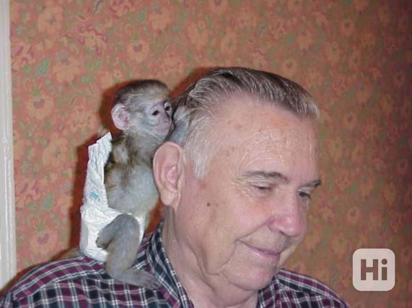 Krásné kapucínské opice k adopci - foto 1