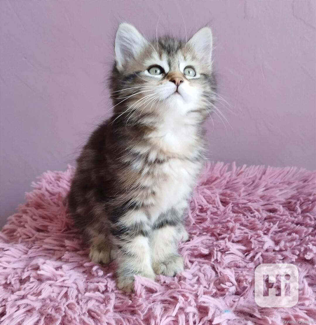 Sibiřská kočička - foto 1