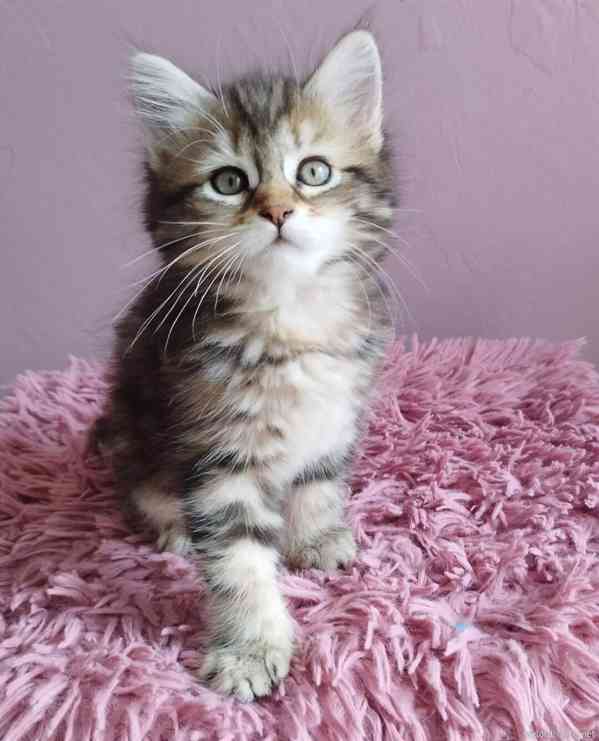 Sibiřská kočička - foto 5