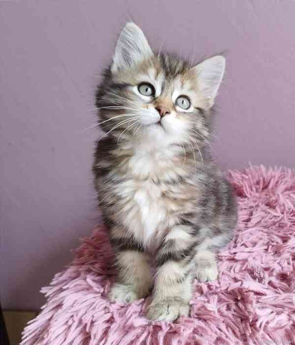 Sibiřská kočička - foto 6