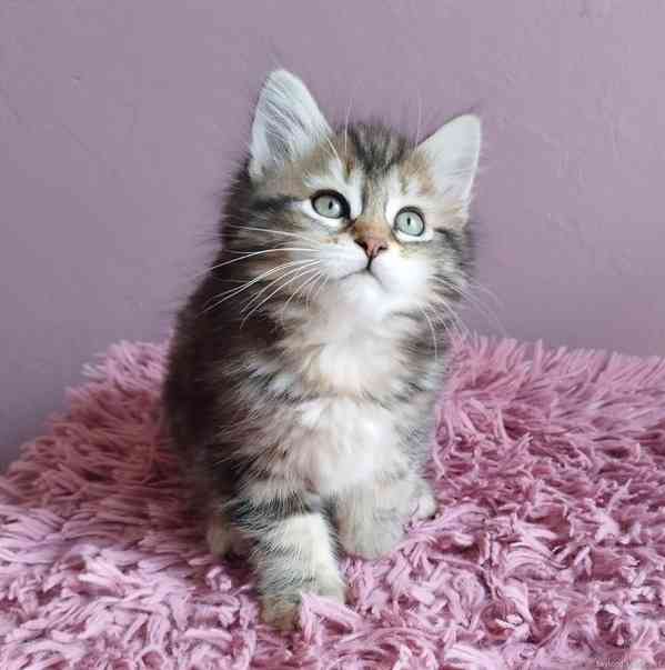Sibiřská kočička - foto 4