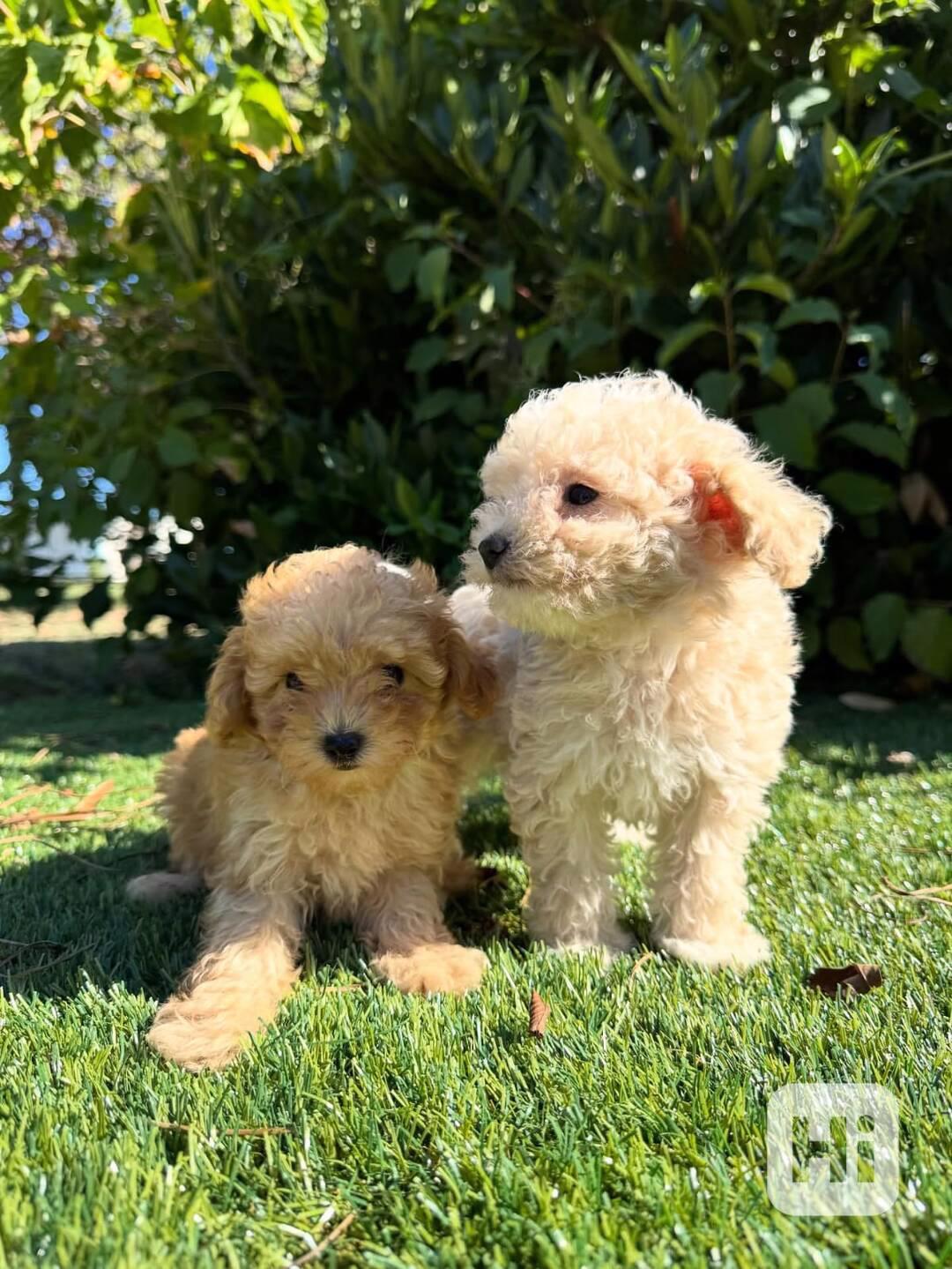 🌸🐩 Rozkošná štěňátka pudlů - foto 1