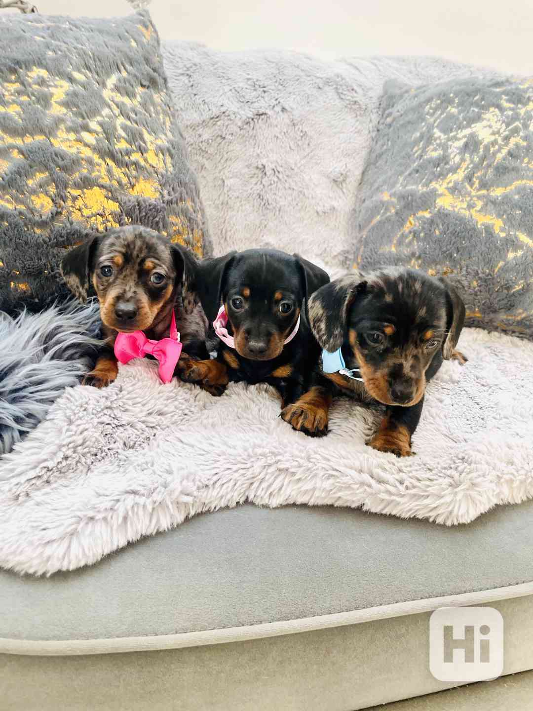 Jezevčík hladkosrstý trpasličí blue Merle  - foto 1