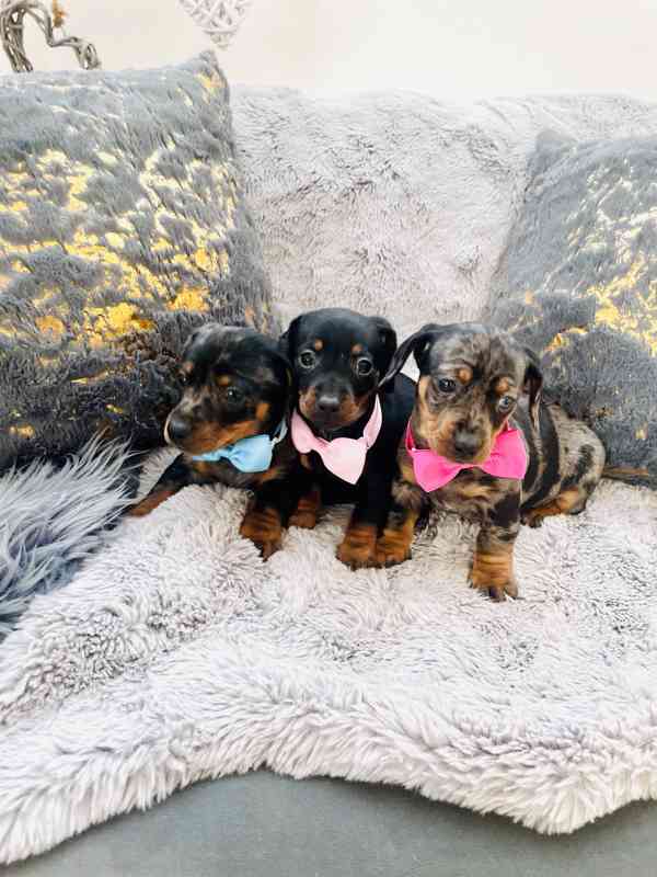 Jezevčík hladkosrstý trpasličí blue Merle  - foto 2