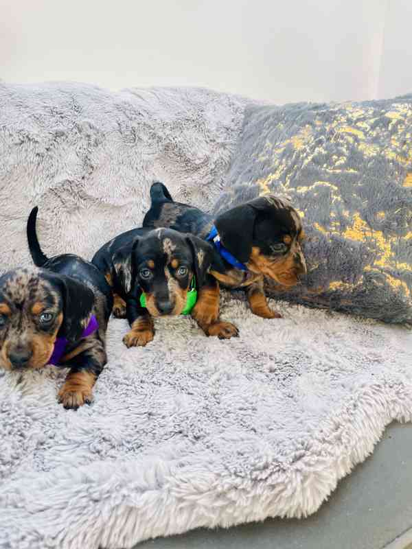 Jezevčík hladkosrstý trpasličí blue Merle  - foto 6