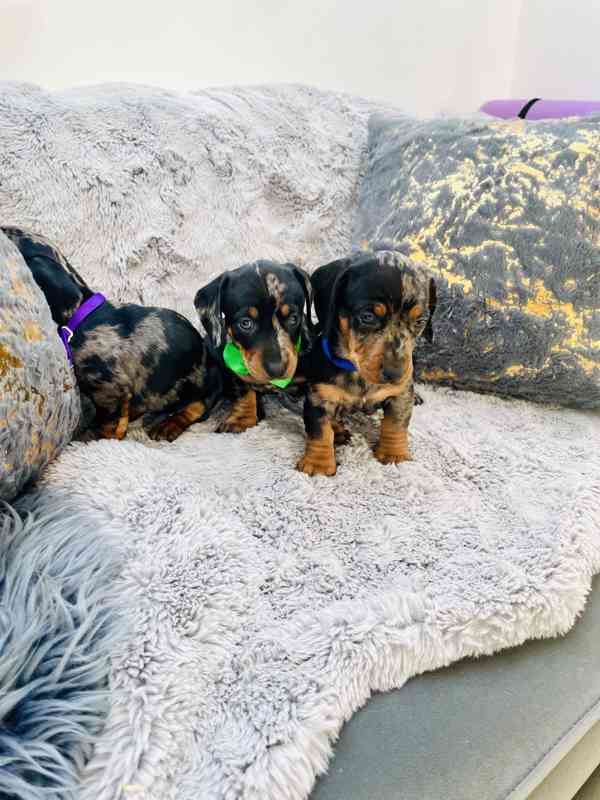 Jezevčík hladkosrstý trpasličí blue Merle  - foto 3