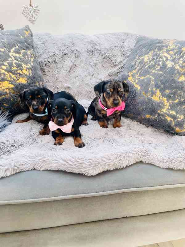 Jezevčík hladkosrstý trpasličí blue Merle  - foto 5