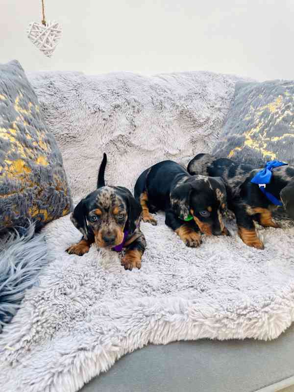 Jezevčík hladkosrstý trpasličí blue Merle  - foto 7