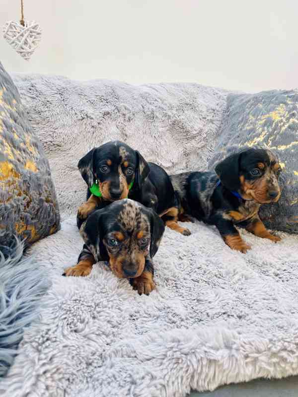 Jezevčík hladkosrstý trpasličí blue Merle  - foto 8