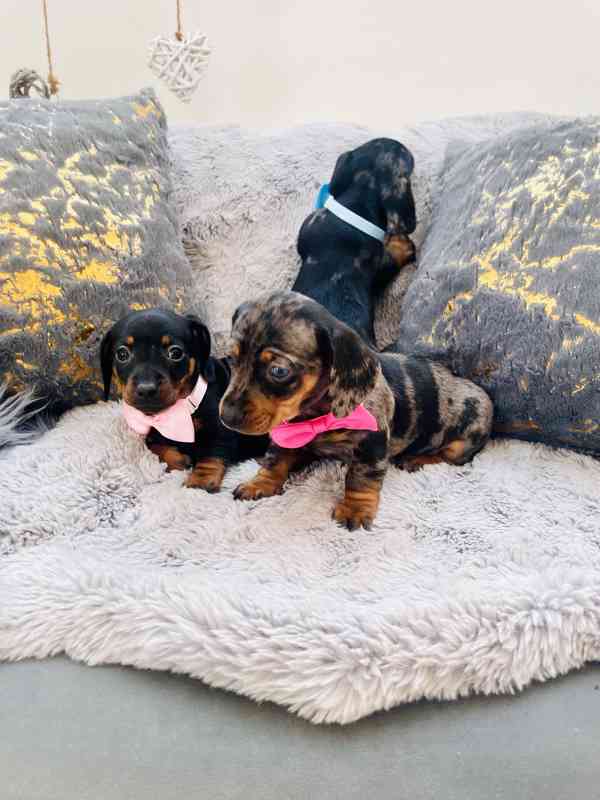 Jezevčík hladkosrstý trpasličí blue Merle  - foto 4