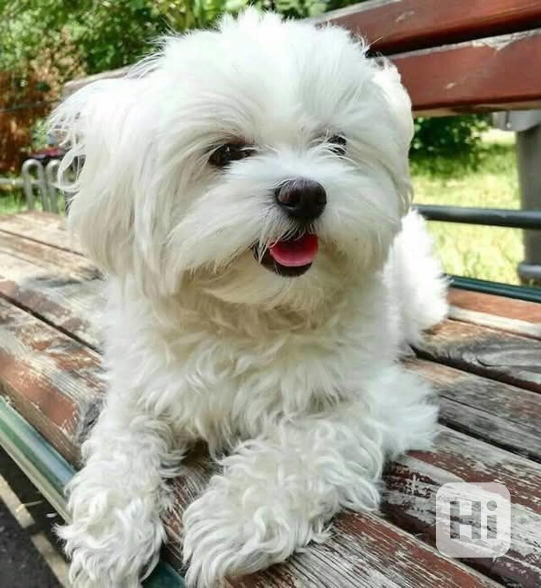 Štěňata maltézského ovčáka - foto 1