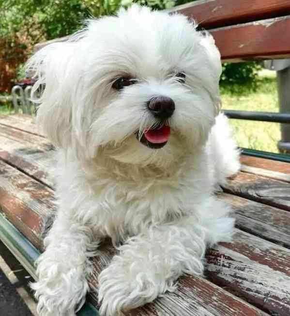 Štěňata maltézského ovčáka - foto 1