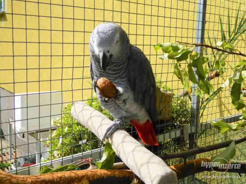 Prodám brusná písková bidýlka pro papoušky - foto 1