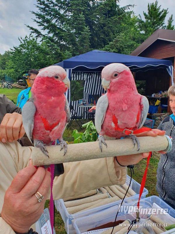 Prodám brusná písková bidýlka pro papoušky - foto 4