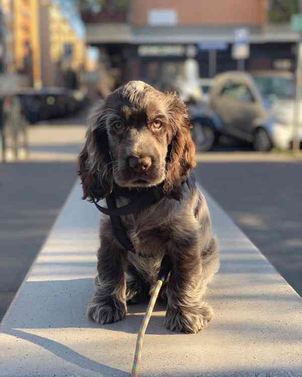 Critter cocker spaniel 